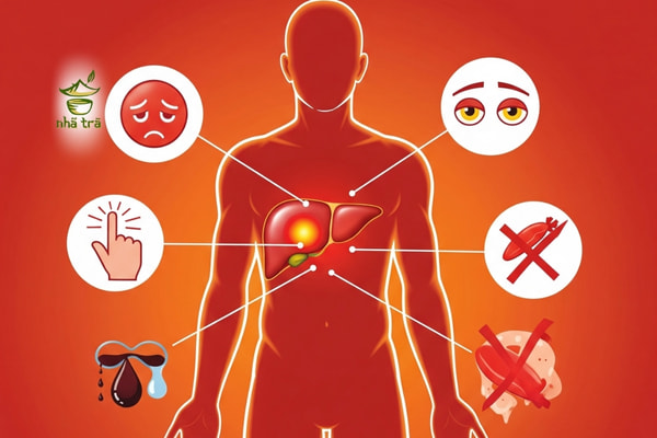 giai doc gan sau khi dung khang sinh giai doc gan sau khi dung khang sinh